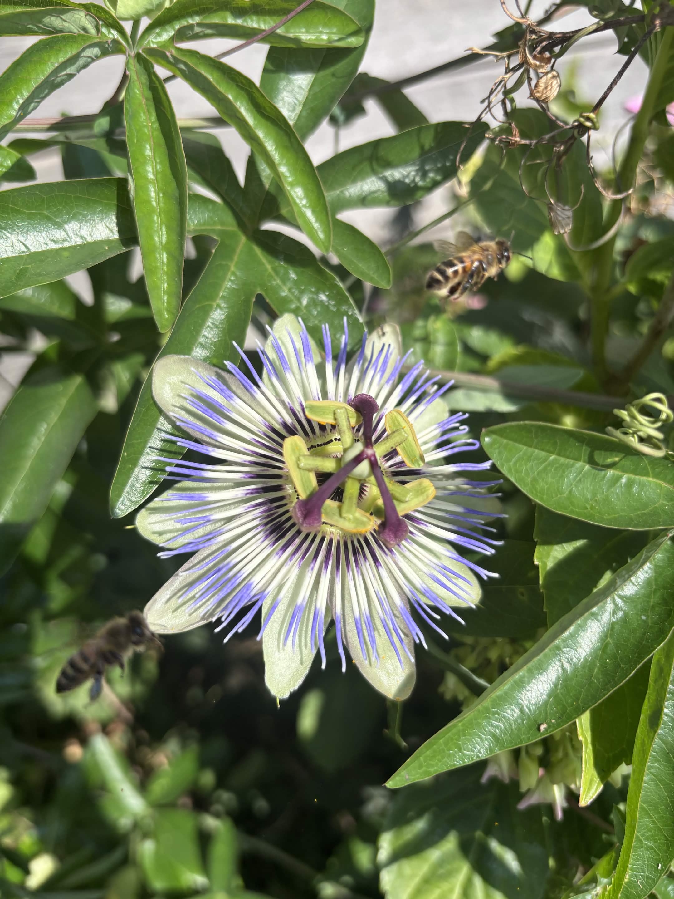 Passiflora