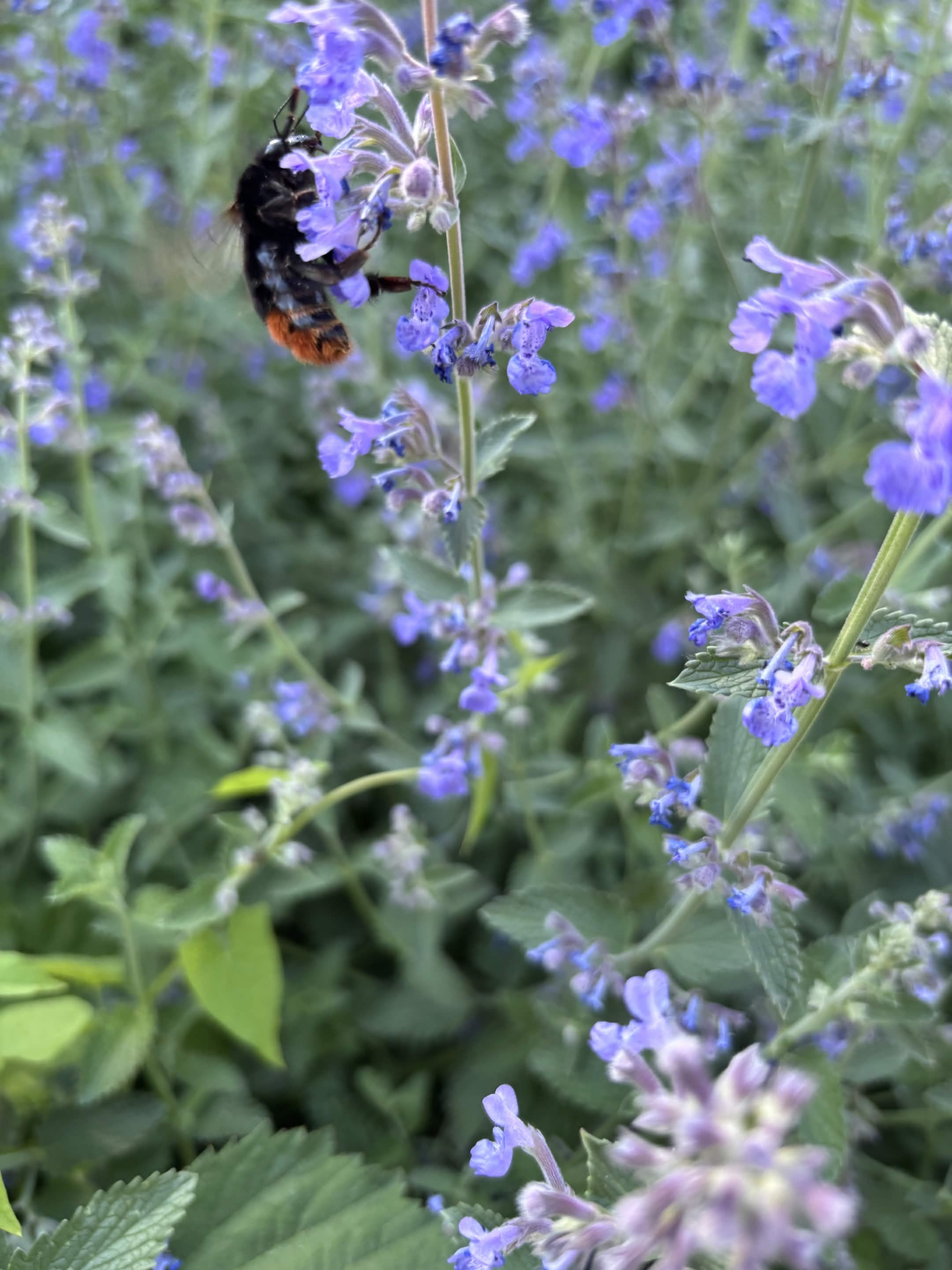 Steenhommel