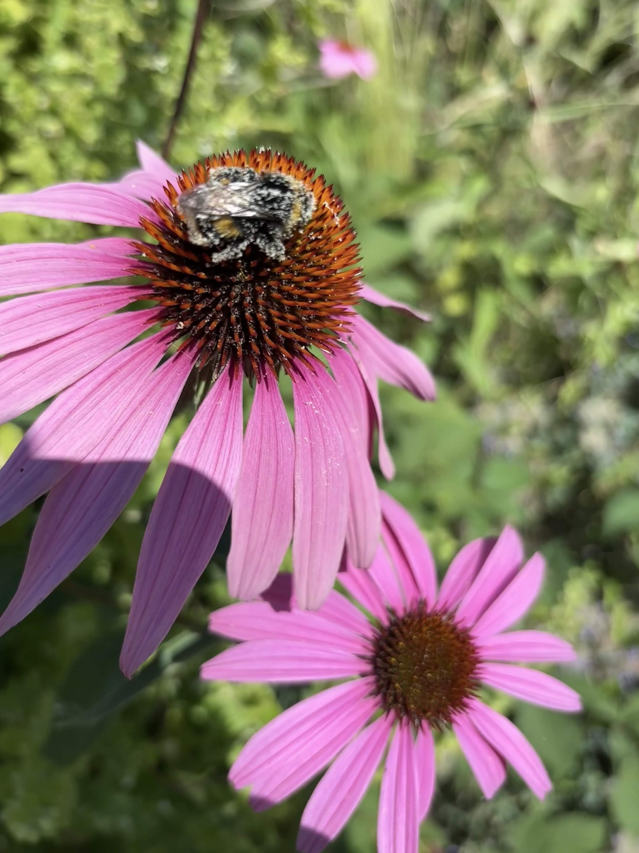 Echinacea