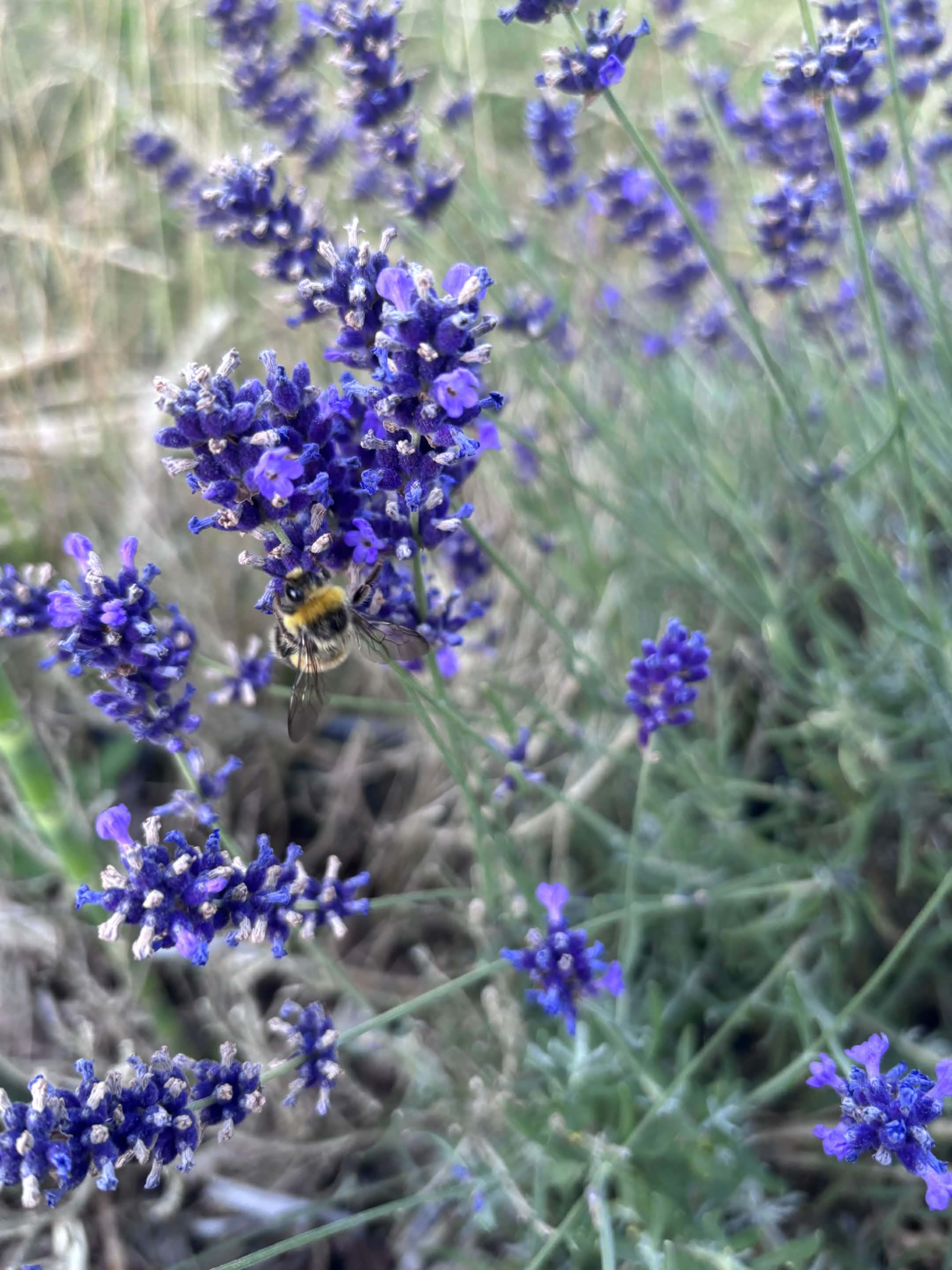 Veldhommel